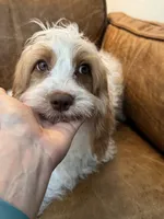 F1 Cavapoo girl Melissa, a female Cavapoo for sale in Carlsbad, CA – 2 of 9