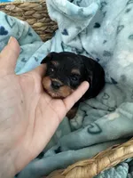 Toy Cavapoo boy 2, a male Cavapoo for sale in Carlsbad, CA – 3 of 9