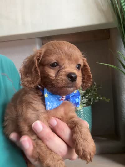 Toby- teeny tiny toy Cavapoo , a male Cavapoo for sale in Carlsbad, CA – 10 of 10