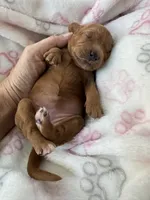 Red Cavapoo girl 1 , a female Cavapoo for sale in Carlsbad, CA – 4 of 10