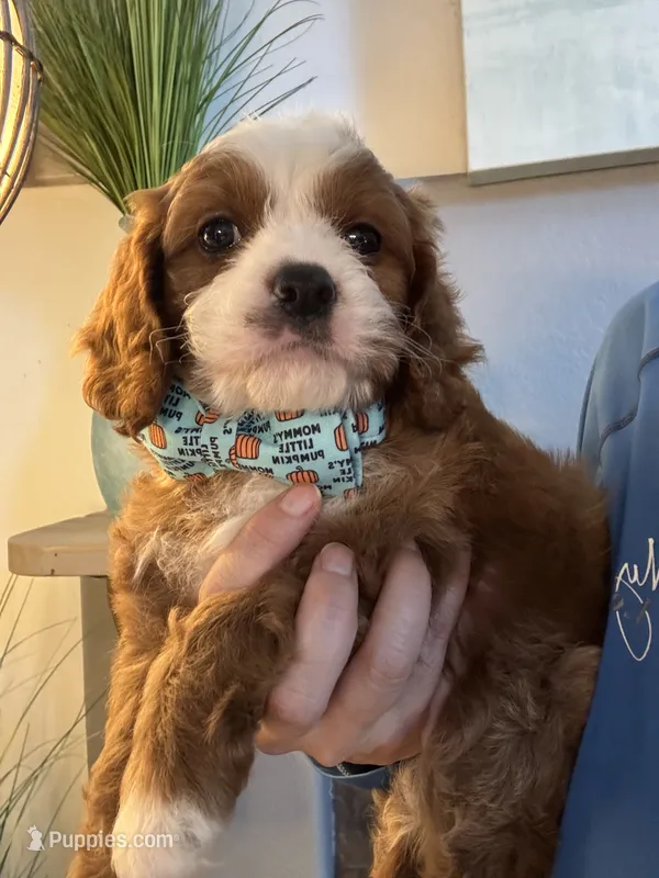 Henry – Cavapoo puppy for sale in Carlsbad, CA