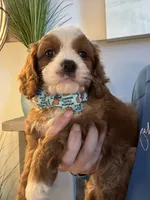 Henry, a male Cavapoo for sale in Carlsbad, CA – 1 of 10