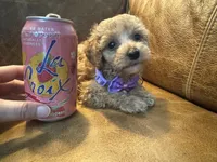 Tiny Toy Cavapoo girl Pumpkin , a female Cavapoo for sale in Carlsbad, CA – 10 of 10