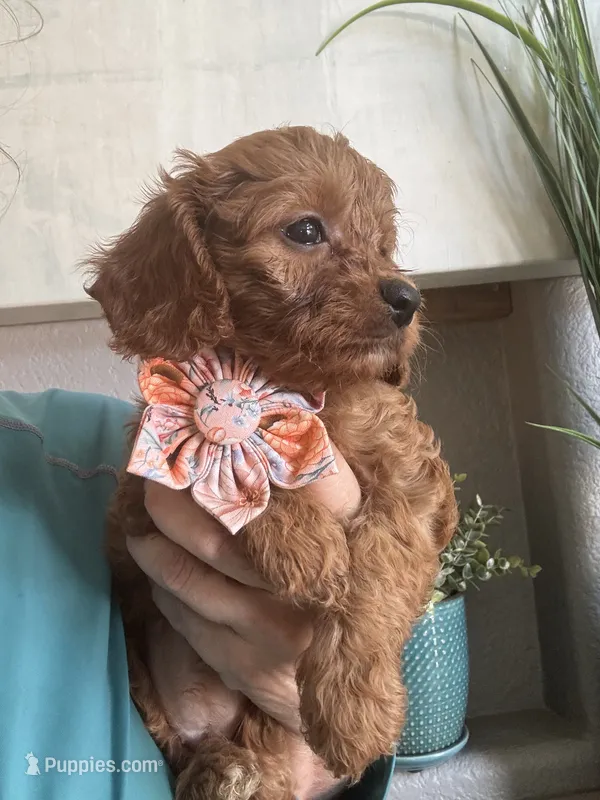 Ginger- red toy Cavapoo  – Cavapoo puppy for sale in Carlsbad, CA