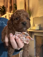 Little Red- Toy Cavapoo girl , a female Cavapoo for sale in Carlsbad, CA – 4 of 9