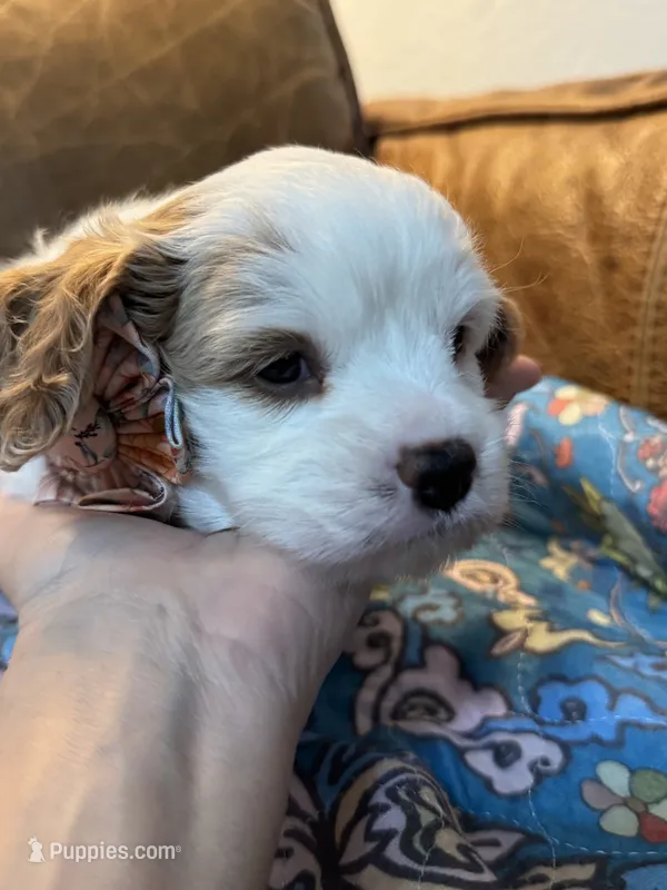 Bonnie – Cavapoo puppy for sale in Carlsbad, CA