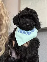 Rare black Toy Cavapoo boy 3, a male Cavapoo for sale in Carlsbad, CA – 7 of 10