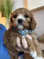 Leo, a male Cavapoo for sale in Carlsbad, CA – 7 of 10