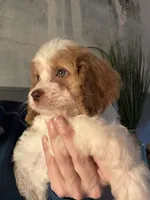 F1 Cavapoo girl 4, a female Cavapoo for sale in Carlsbad, CA – Photo 4 of 10