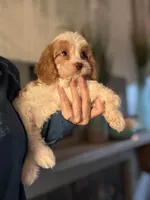 F1 Cavapoo girl 4, a female Cavapoo for sale in Carlsbad, CA – Photo 3 of 10