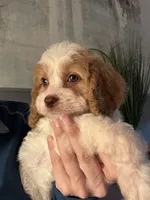 F1 Cavapoo girl 4, a female Cavapoo for sale in Carlsbad, CA – Photo 2 of 10