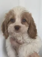 F1 Cavapoo girl 4, a female Cavapoo for sale in Carlsbad, CA – Photo 6 of 10