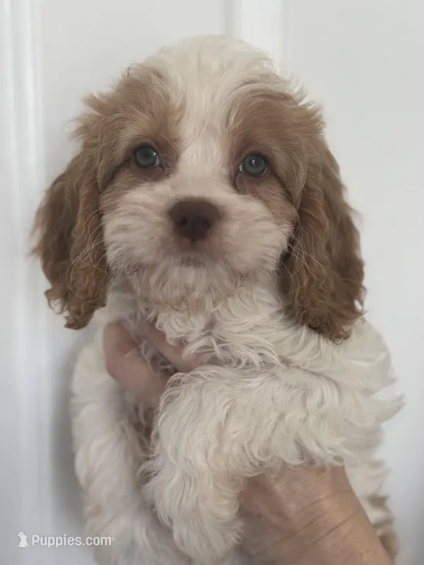 F1 Cavapoo girl 4 – Cavapoo puppy for sale in Carlsbad, CA