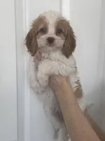 F1 Cavapoo girl 4, a female Cavapoo for sale in Carlsbad, CA – Photo 8 of 10