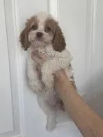 F1 Cavapoo girl 4, a female Cavapoo for sale in Carlsbad, CA – Photo 5 of 10