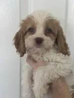 F1 Cavapoo girl 4, a female Cavapoo for sale in Carlsbad, CA – Photo 9 of 10