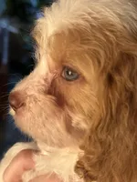 F1 Cavapoo girl 4, a female Cavapoo for sale in Carlsbad, CA – Photo 10 of 10