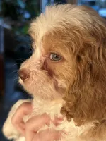 F1 Cavapoo girl 4, a female Cavapoo for sale in Carlsbad, CA – Photo 7 of 10