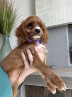 Gemma , a female Cavapoo for sale in Carlsbad, CA – 9 of 10