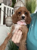 Gemma , a female Cavapoo for sale in Carlsbad, CA – 4 of 10