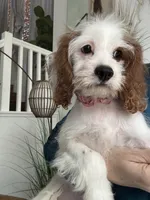 Cookie’s and Cream (Cookie) , a female Cavapoo for sale in Carlsbad, CA – 3 of 10