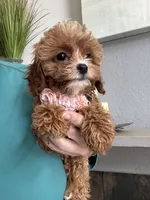 Fanny, a female Cavapoo for sale in Carlsbad, CA – 2 of 10