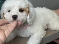 Fiona, a female Cavapoo and Poodle - Miniature  for sale in Carlsbad, CA – 7 of 10