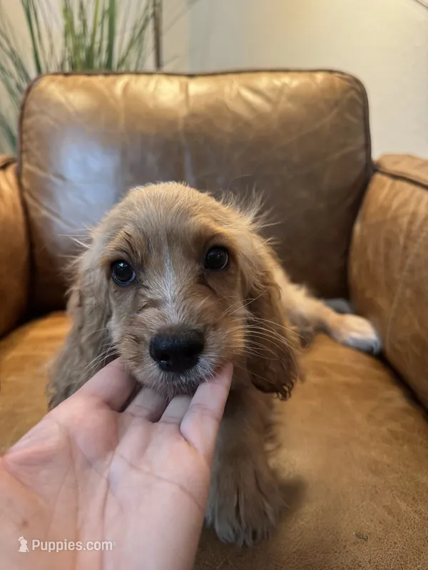 F1 Cavapoo Boy Tucker, a male Cavapoo for sale in Carlsbad, CA – 1 of 10