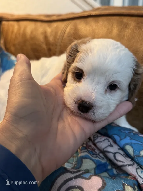 Bonnie – Cavapoo puppy for sale in Carlsbad, CA
