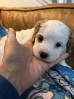 Bonnie, a female Cavapoo for sale in Carlsbad, CA – 3 of 10
