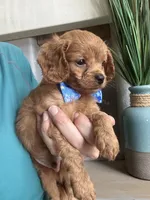 Toby- teeny tiny toy Cavapoo , a male Cavapoo for sale in Carlsbad, CA – 9 of 10