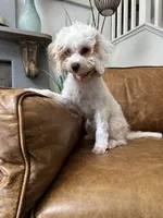 Fiona, a female Cavapoo and Poodle - Miniature  for sale in Carlsbad, CA – 7 of 10