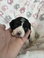 Toy Cavapoo girl 1, a female Cavapoo for sale in Carlsbad, CA – 5 of 10