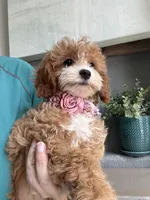 Poppy, a female Cavapoo for sale in Carlsbad, CA – 10 of 10