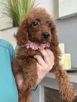 Ruby, a female Cavapoo for sale in Carlsbad, CA – 5 of 10