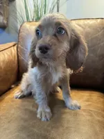 F1 Cavapoo girl Blondie, a female Cavapoo for sale in Carlsbad, CA – 4 of 10