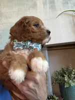 Leo, a male Cavapoo for sale in Carlsbad, CA – 9 of 10