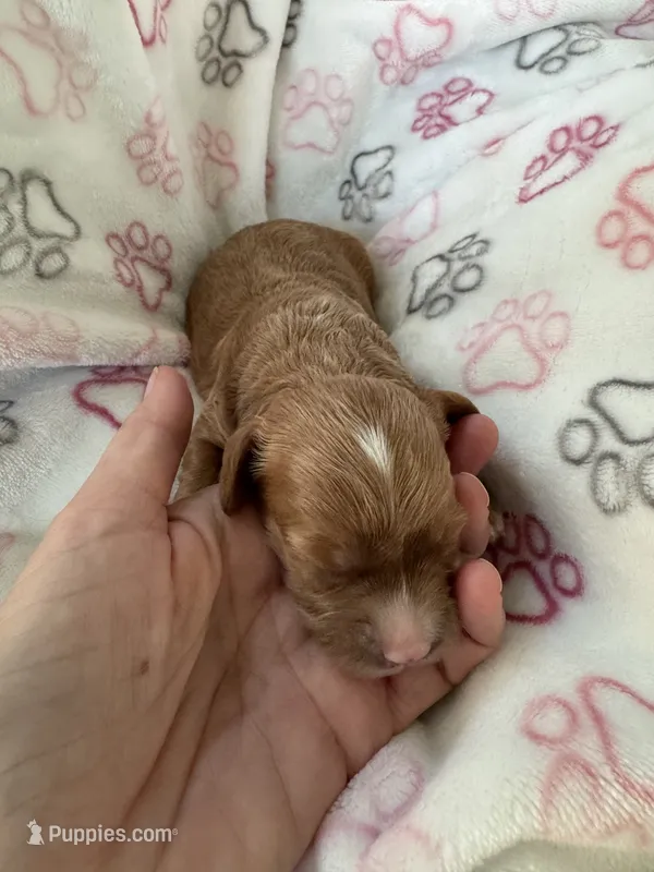 Butterscotch – Cavapoo puppy for sale in Carlsbad, CA