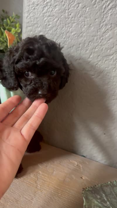 Rare black Toy Cavapoo boy 3, a male Cavapoo for sale in Carlsbad, CA – 10 of 10