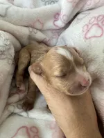 Light red Cavapoo girl with White 2, a female Cavapoo for sale in Carlsbad, CA – 4 of 10