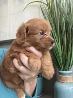 Bella, a male Cavapoo for sale in Carlsbad, CA – 10 of 10