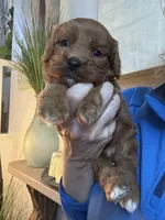 Buck, a male Cavapoo for sale in Carlsbad, CA – 2 of 10