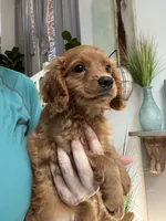 Toby, a male Cavapoo for sale in Carlsbad, CA – 7 of 10