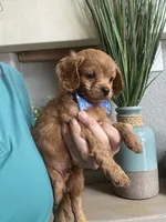 Toby- teeny tiny toy Cavapoo , a male Cavapoo for sale in Carlsbad, CA – 3 of 10