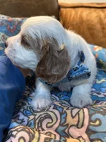 Clyde, a male Cavapoo for sale in Carlsbad, CA – 4 of 9