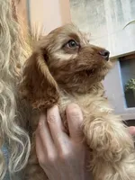 F1 Cavapoo boy Tomas, a male Cavapoo for sale in Carlsbad, CA – 7 of 10