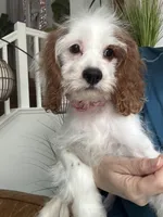 Cookie’s and Cream (Cookie) , a female Cavapoo for sale in Carlsbad, CA – 5 of 10