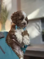 Tucker, a male Cavapoo for sale in Carlsbad, CA – 9 of 10
