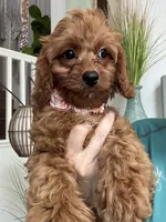 Ginger- red toy Cavapoo , a female Cavapoo for sale in Carlsbad, CA – 5 of 10