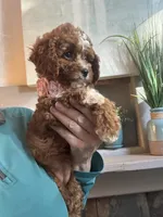 Willow, a female Cavapoo for sale in Carlsbad, CA – 5 of 10